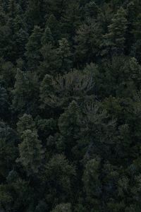 Preview wallpaper forest, trees, dark, top view