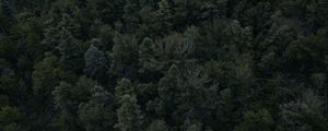 Preview wallpaper forest, trees, dark, top view