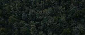 Preview wallpaper forest, trees, dark, top view