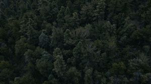 Preview wallpaper forest, trees, dark, top view