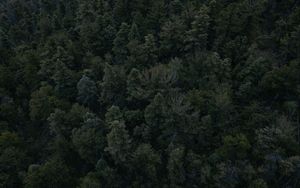 Preview wallpaper forest, trees, dark, top view