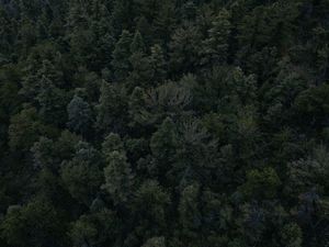 Preview wallpaper forest, trees, dark, top view