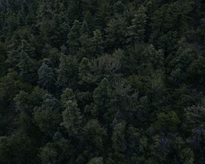 Preview wallpaper forest, trees, dark, top view