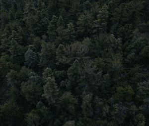 Preview wallpaper forest, trees, dark, top view