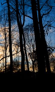 Preview wallpaper forest, trees, dark, twilight, evening