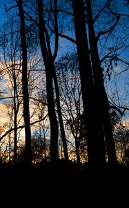 Preview wallpaper forest, trees, dark, twilight, evening