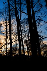 Preview wallpaper forest, trees, dark, twilight, evening
