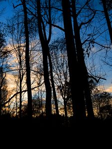 Preview wallpaper forest, trees, dark, twilight, evening