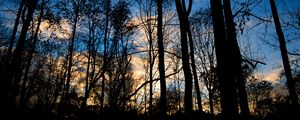 Preview wallpaper forest, trees, dark, twilight, evening