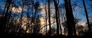 Preview wallpaper forest, trees, dark, twilight, evening