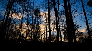 Preview wallpaper forest, trees, dark, twilight, evening