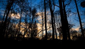 Preview wallpaper forest, trees, dark, twilight, evening