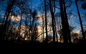 Preview wallpaper forest, trees, dark, twilight, evening