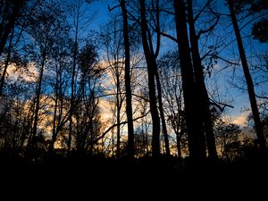 Preview wallpaper forest, trees, dark, twilight, evening