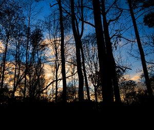 Preview wallpaper forest, trees, dark, twilight, evening