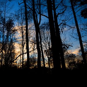 Preview wallpaper forest, trees, dark, twilight, evening