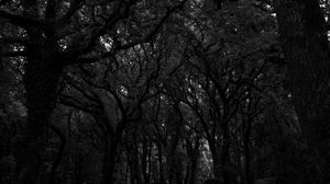Preview wallpaper forest, trees, dark, bw