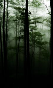 Preview wallpaper forest, trees, darkness, fog