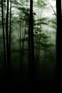 Preview wallpaper forest, trees, darkness, fog