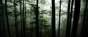 Preview wallpaper forest, trees, darkness, fog