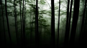 Preview wallpaper forest, trees, darkness, fog