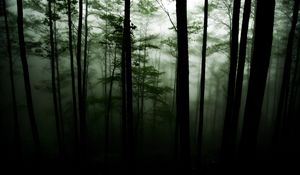 Preview wallpaper forest, trees, darkness, fog