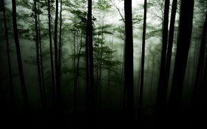 Preview wallpaper forest, trees, darkness, fog