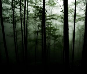 Preview wallpaper forest, trees, darkness, fog