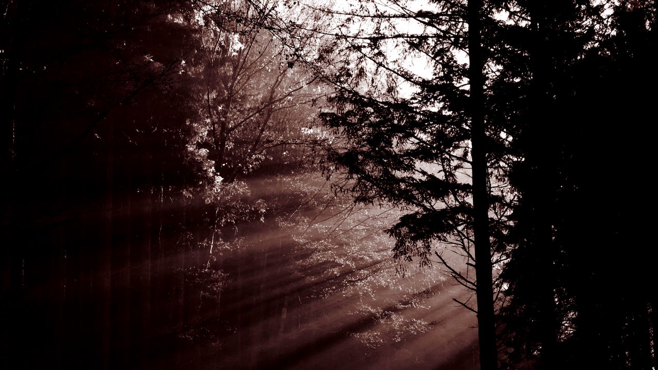 Wallpaper forest, trees, dawn, haze, sunbeams, dark