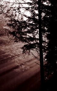 Preview wallpaper forest, trees, dawn, haze, sunbeams, dark