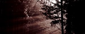 Preview wallpaper forest, trees, dawn, haze, sunbeams, dark