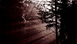 Preview wallpaper forest, trees, dawn, haze, sunbeams, dark