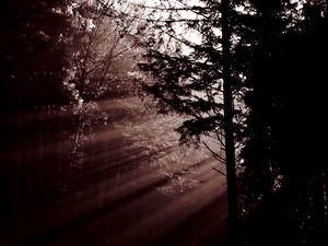 Preview wallpaper forest, trees, dawn, haze, sunbeams, dark
