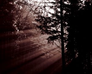 Preview wallpaper forest, trees, dawn, haze, sunbeams, dark