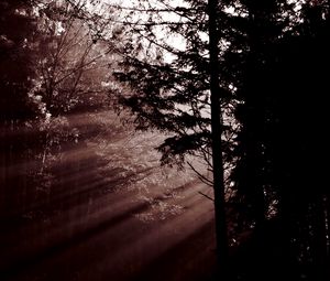 Preview wallpaper forest, trees, dawn, haze, sunbeams, dark