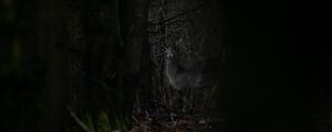 Preview wallpaper forest, trees, doe, animal, wildlife