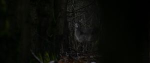 Preview wallpaper forest, trees, doe, animal, wildlife