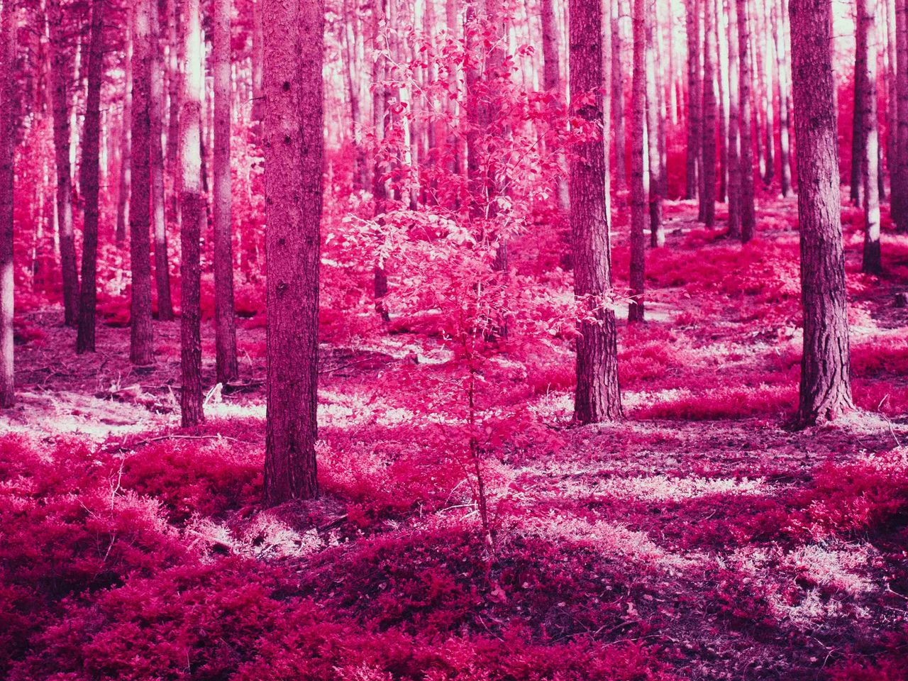 Download wallpaper 1280x960 forest, trees, effect, pink standard 4:3 hd ...