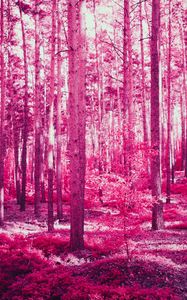 Preview wallpaper forest, trees, effect, pink