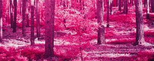 Preview wallpaper forest, trees, effect, pink