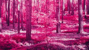 Preview wallpaper forest, trees, effect, pink