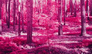 Preview wallpaper forest, trees, effect, pink