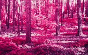 Preview wallpaper forest, trees, effect, pink