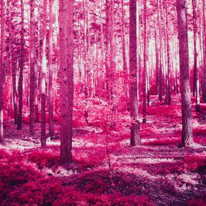 Preview wallpaper forest, trees, effect, pink