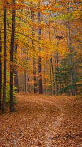 Preview wallpaper forest, trees, fallen leaves, landscape, autumn