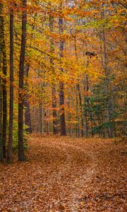 Preview wallpaper forest, trees, fallen leaves, landscape, autumn