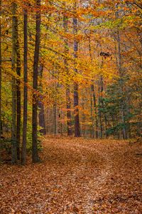 Preview wallpaper forest, trees, fallen leaves, landscape, autumn