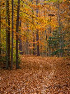 Preview wallpaper forest, trees, fallen leaves, landscape, autumn