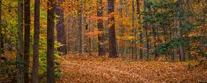 Preview wallpaper forest, trees, fallen leaves, landscape, autumn