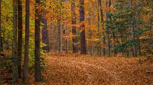 Preview wallpaper forest, trees, fallen leaves, landscape, autumn